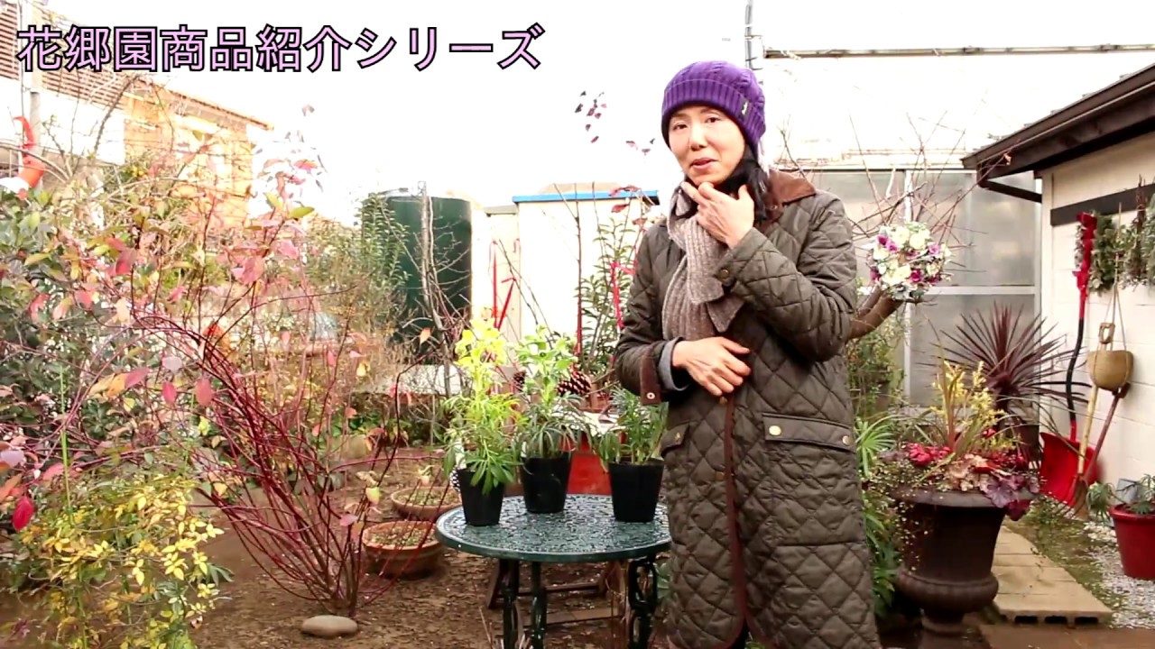 クリスマスローズ フェチダス Helleborus Foetidus 花郷園商品紹介シリーズ第29回 Youtube クリスマスローズ フェチダス Helleborus Foetidus 花郷園商品紹介シリーズ第29回 Youtube