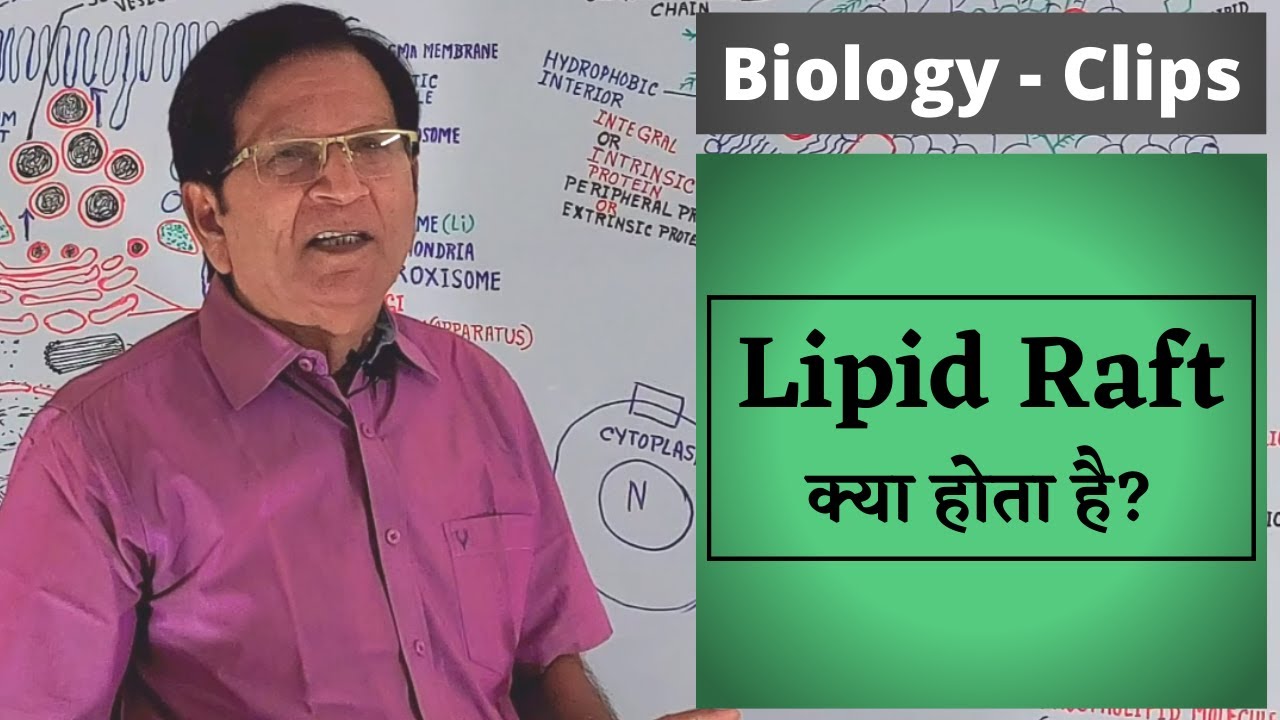 What Is Lipid Raft? Biology Clips YouTube
