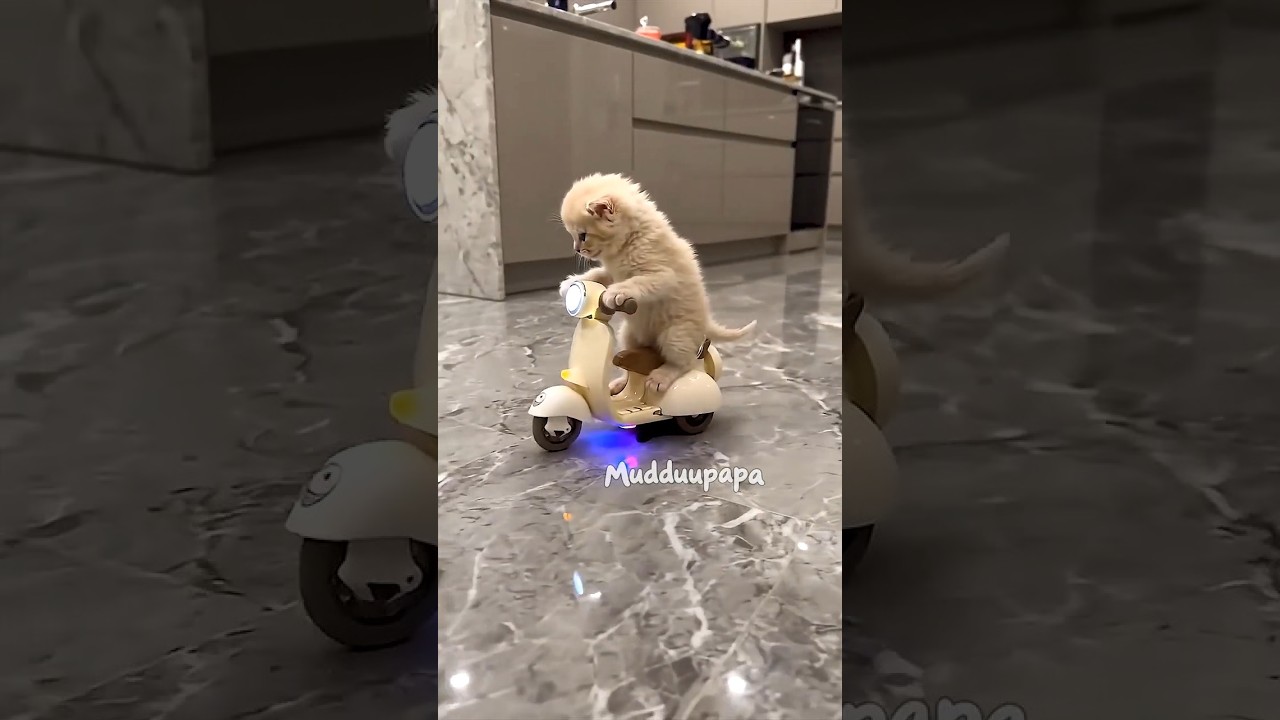 Tiny Kitten Playing So Cutely 🥹🐱💝