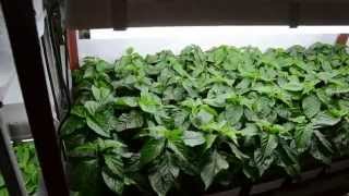 Inside The Chilli Growbox - 10.4.2014