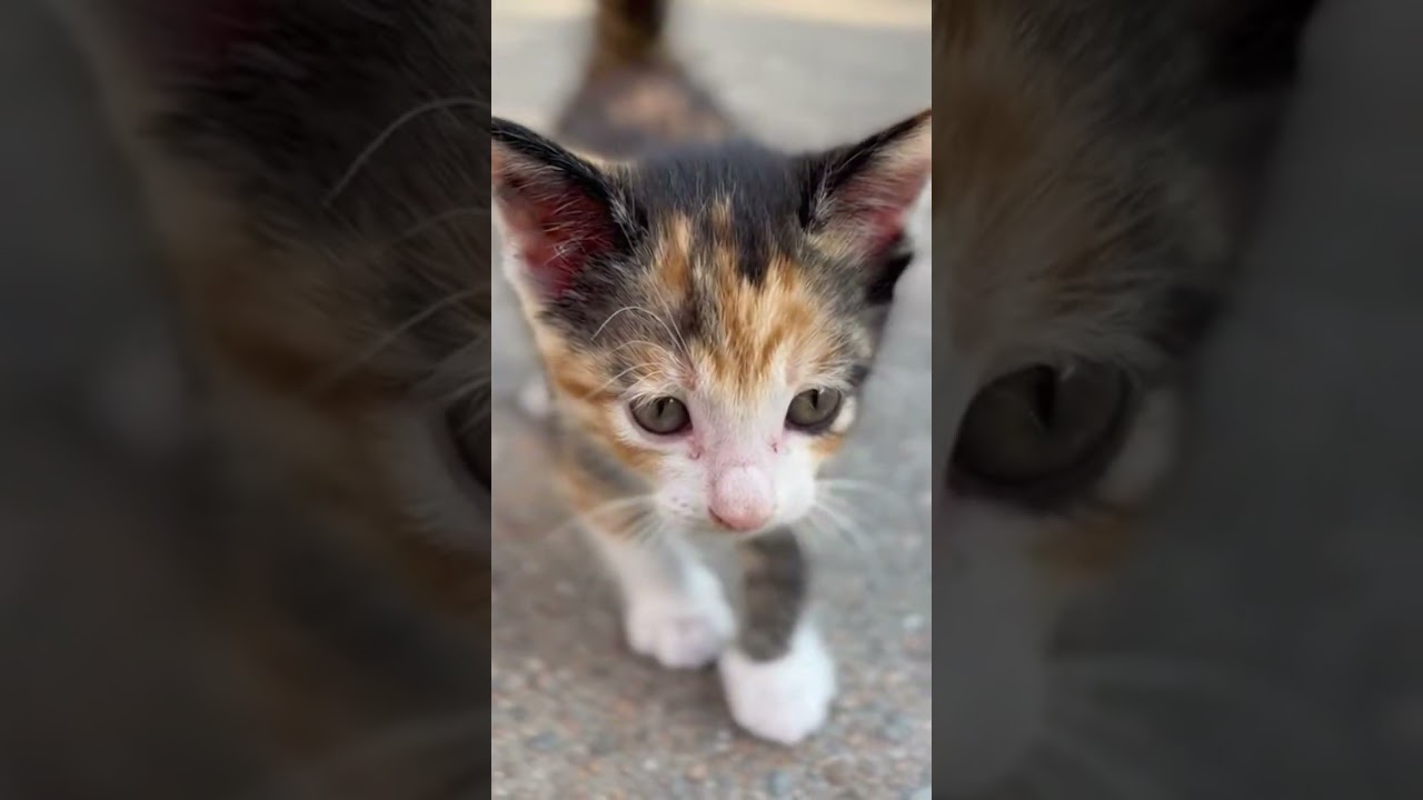 A Kitten Leaping Towards You Exciting Playtime Ahead 