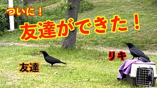 [奇跡!?] 飼育カラスと野生カラスの友情