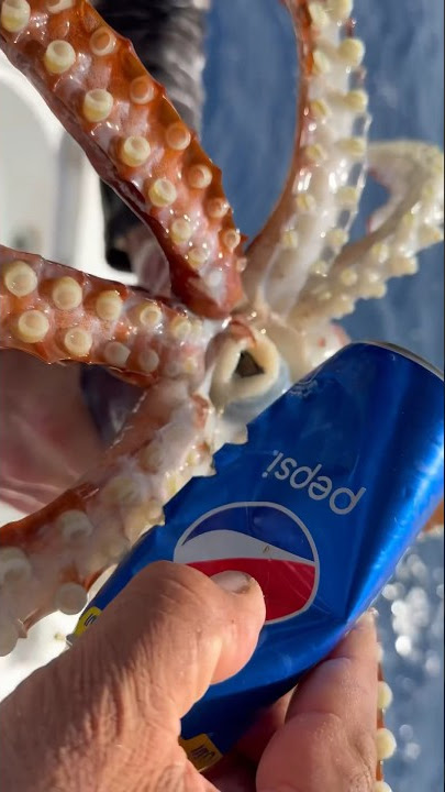 Giant Squid Bites Soda Can