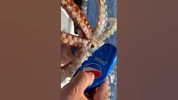 Giant Squid Bites Soda Can