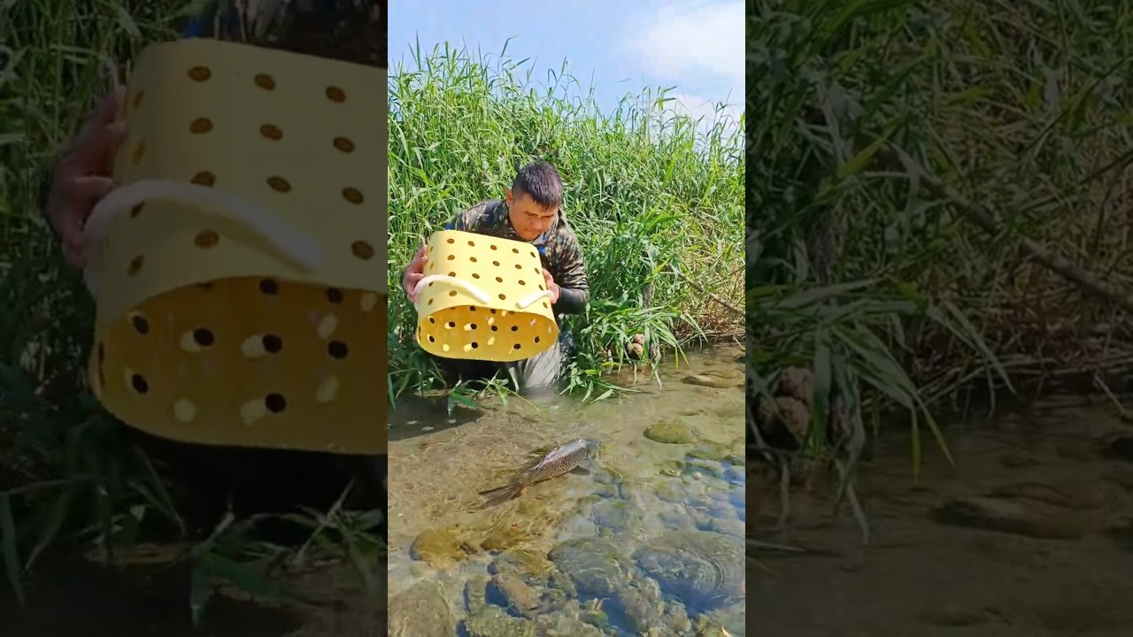 MASSIVE FISH and the BasKet 