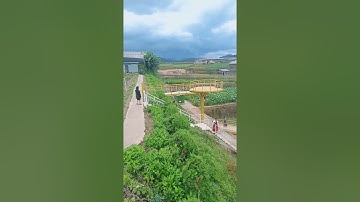 Vườn Hoa Cẩm Tú Cầu | Đà Lạt!