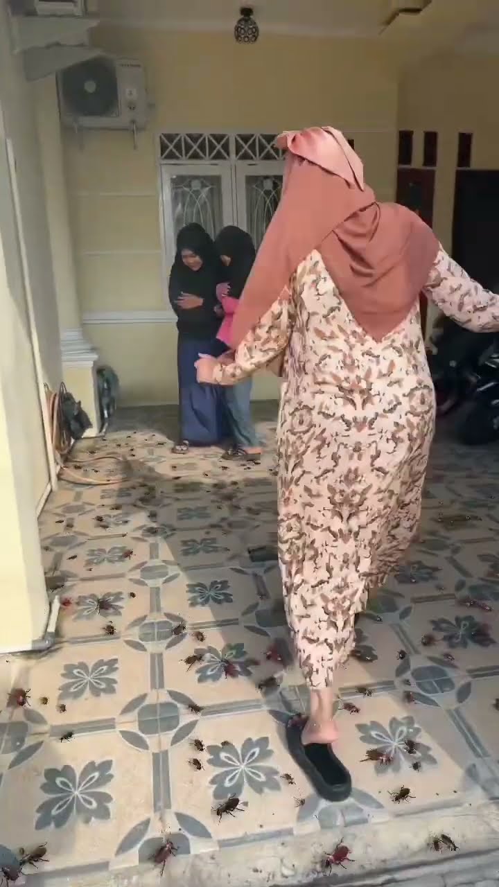 BANYAK KECOA DIRUMAH BUNDA DIJAH ?
