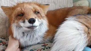 Lisa the Fox thinks stuffed toys are her babies