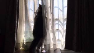 窓の外を見てシッポをふりふりする猫 ノルウェージャンフォレストキャット Cat has waving tail looking out of the window. Cat.