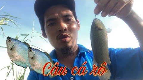 Tập 2: Câu cá rô ở cánh đồng lúa mát mẻ               