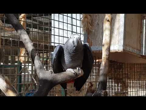 A group of Grey parrots