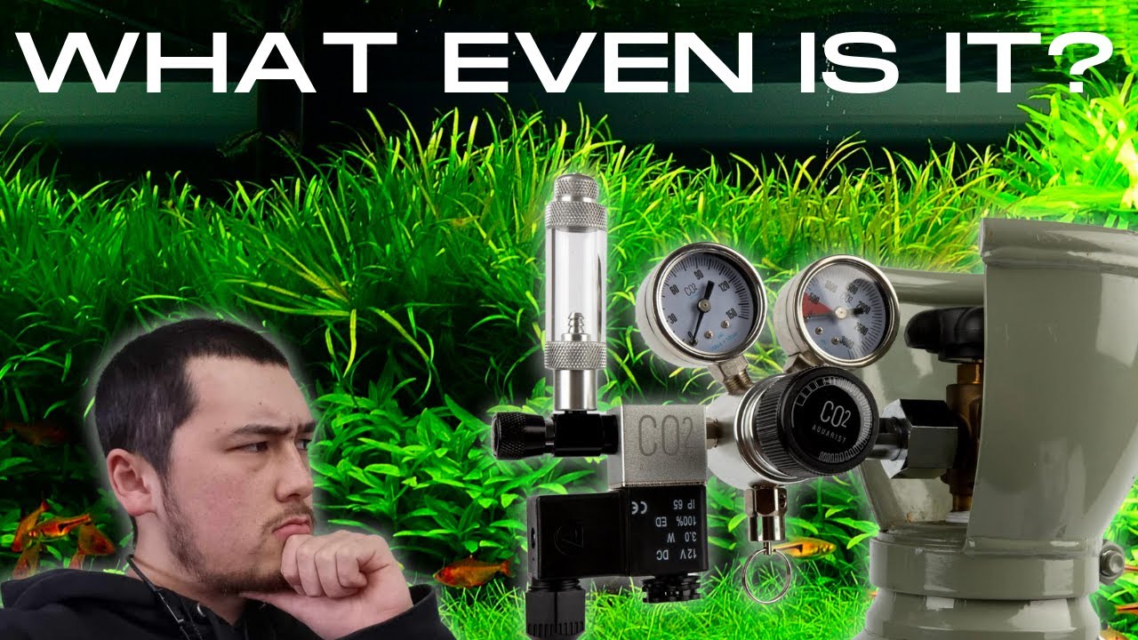 Is a Co2 System the Right Fit for Your Aquarium? YouTube
