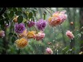 Gentle Rain on Blooming Flowers 🌧️ Soft Rain & Water Drops for Sleep, Relax, Study