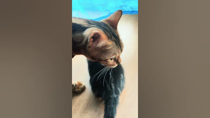 Video 8588701: bengal cat kitten, little bengal kitten