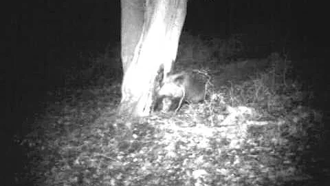Wild boar rubbing on a 'rubbing post'.wmv