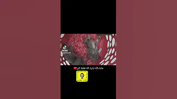 تصميمي حب اكسبلور ضحك ترند السعودية مشاهير حب مشاهير فله لايك قطط يوتيوب عشق فولو 