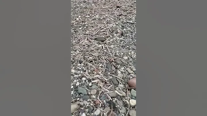 Finding the Flood Gold Pay-Streak on a Gold Bearing Gravel Bar, on No Name Creek, BC
