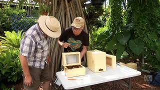 Gardening Australia Native Bees 2018 06 08