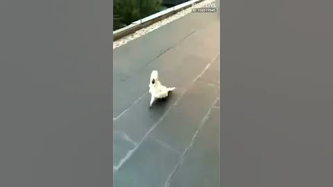 Прикольно когда птицы лает как собака ))))
