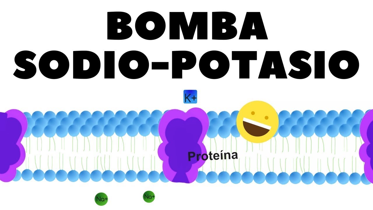 Transporte activo bomba de sodiopotasio; explicado YouTube Transporte activo bomba de sodiopotasio; explicado YouTube
