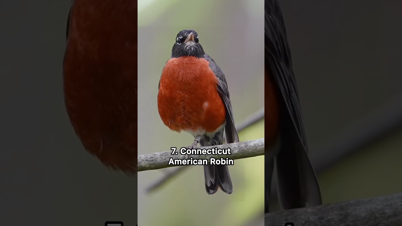 Iconic bird sounds in every state 