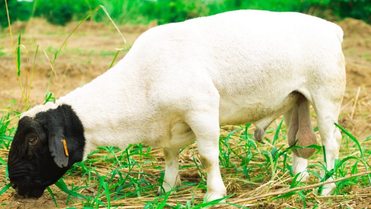 سلالة الغنم الدوربر: الأفضل في إنتاج اللحم وسهولة التربية | اكتشف أسرار السلالة الجنوب أفريقية