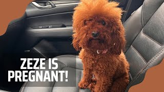 ZEZE'S ULTRASOUND| We are expecting New Years Red Toy Poodle litter #toypoodle #pregnantpooch