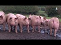 Le porc plein air du morvan