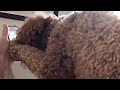 主人とテレビ通話する犬。興奮しすぎでスマホを叩き始める
