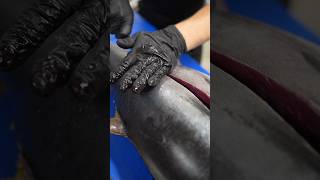 Découpe De Thon Au Sabre