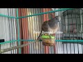 Perkutut Lokal Suara Merdu Bagus Buat Panciingan Mp3 - Mp4 Download