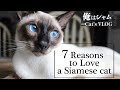 7 Reasons to Love a Siamese Cat|Life with a cat の動画、YouTube動画。