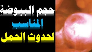 حجم البويضة المناسب لحدوث حمل، كم حجم البويضة المناسب للحمل دكتور يوسف عيد DR YUSSIF EID