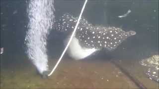 Freshwater Stingray Mating Potamotrygon Leopoldi Black Diamond Rays