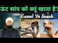 oont(ऊंट) saanp ko kyun khata hai? (camel Vs snack)