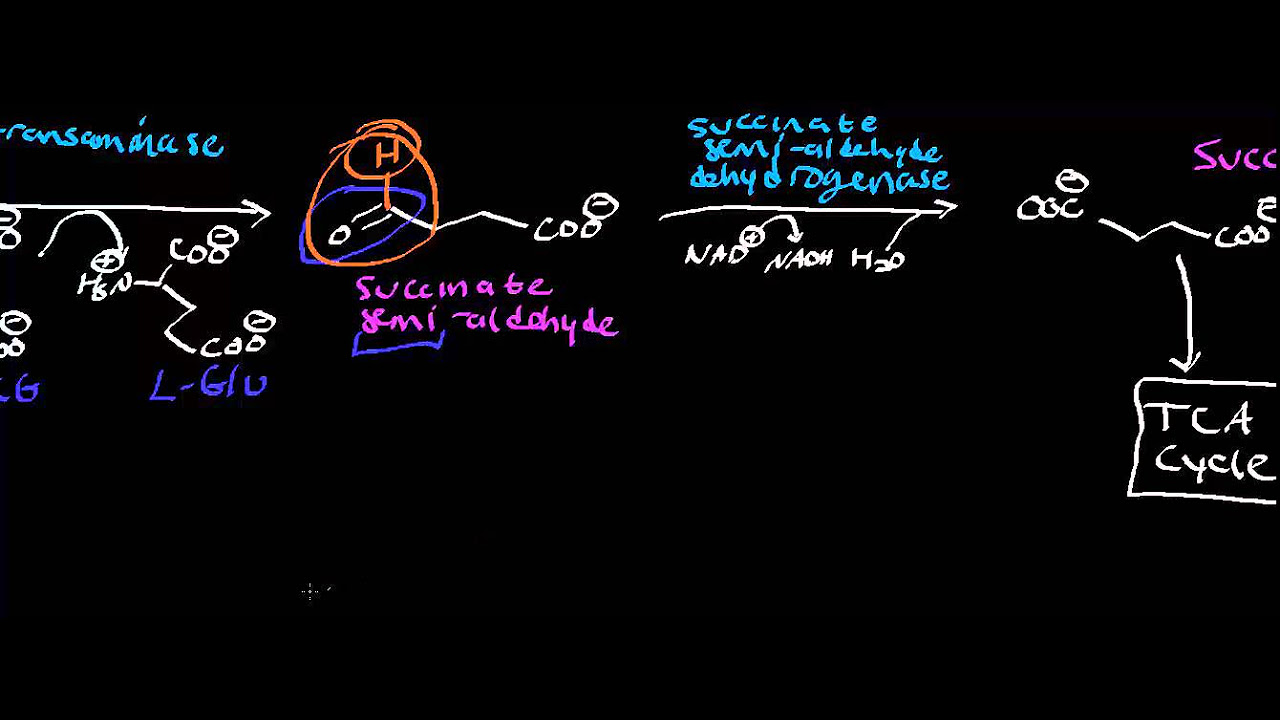 Biochemistry  Catabolism of GABA AKA GABA Shunt