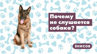 Дрессировка немецкой овчарки. Почему собака не слушается?