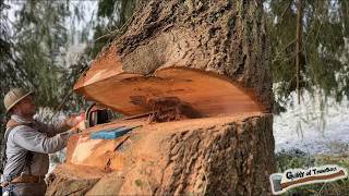 Dropping HUGE TREES next to a house! My Norwegian friend can’t believe how big our trees are!