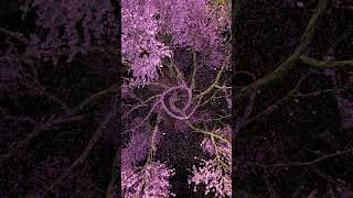 UnrealEngine 5 and SpeedTree