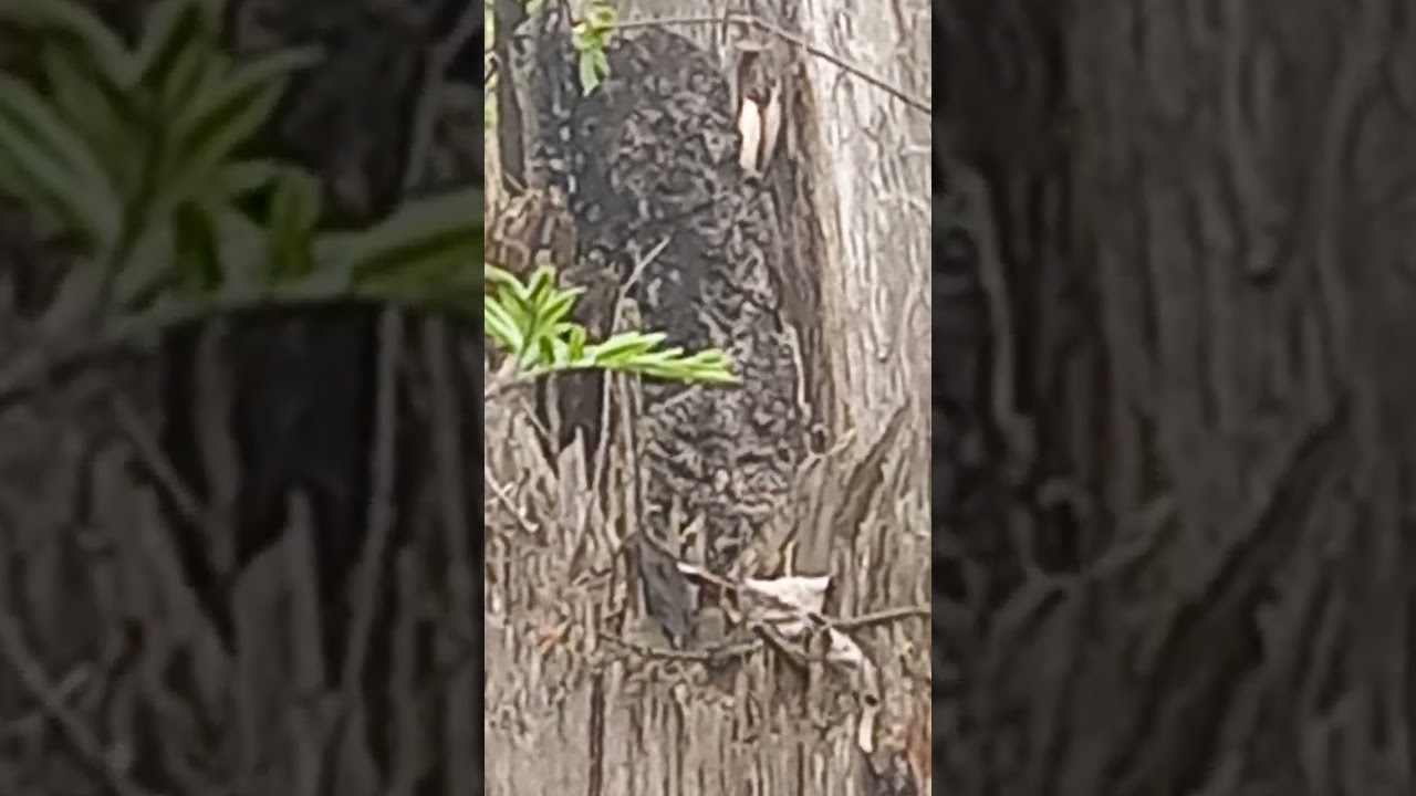 Gray chameleon hunts a black-eyed wolflet in front of african archanthropes peeking out of a cave.