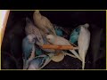 12 Tane Yeme Düşen Renk Renk Cıvıl Cıvıl Kımıl Kımıl Bebek Muhabbet Kuşları
