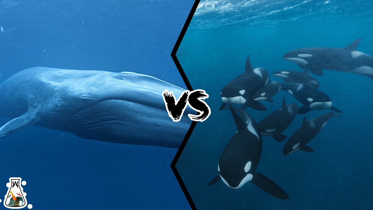 Blue Whale VS Killer Whale Pod - Who Is The King Of The Oceans ...