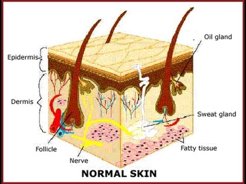 Sebaceous Hyperplasia Photos - Dermatology Education
