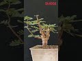 AHEAD TH Senna Meridionalis SM008 The Rare Madagascar Caudex Tree with a Natural Bonsai Habit #Senna