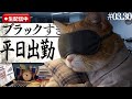 会社猫タマ王の通常勤務