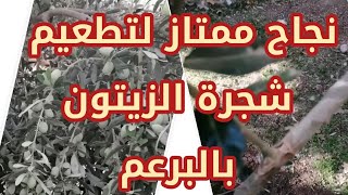 تطعيم شجرة زيتون بالبرعم Olive Bud grafting 12/6/2020    مع النتيجة