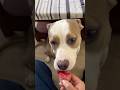 Cherry Cola the Pittie #pitbull