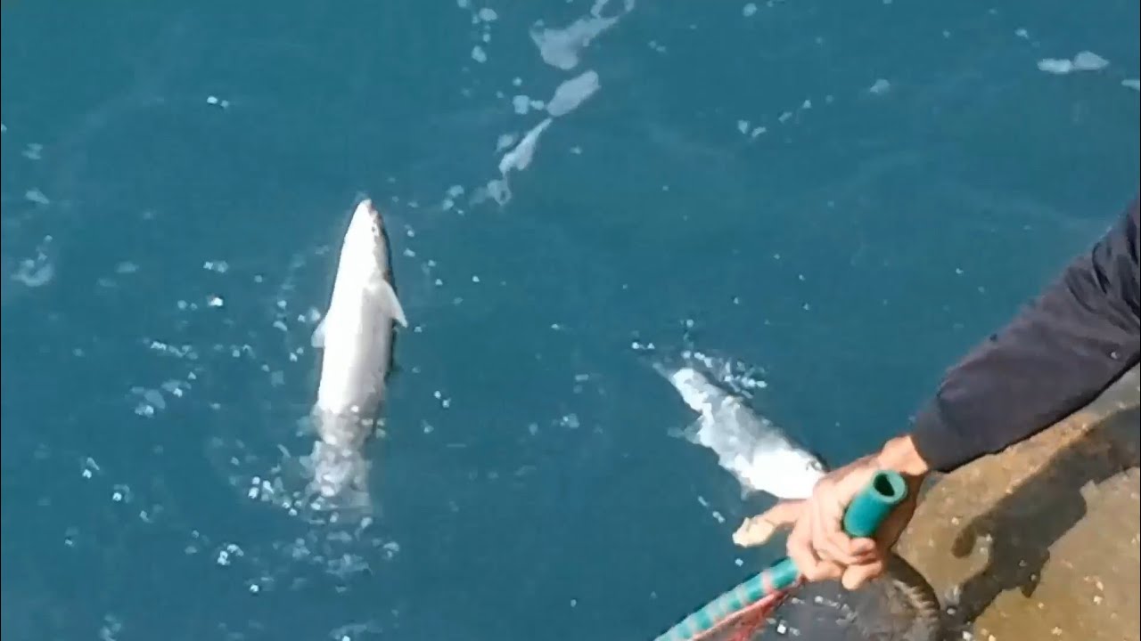 بداية موسم صيد البورى السمك وآكل بالجوز