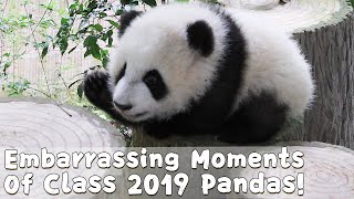 Embarrassing Moments Of Class 2019 Pandas! | iPanda