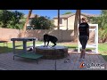 Bully, 2yo Fear Aggressive Rottie, Aggressive Dog Trainers in Phoenix Bully, 2yo Fear Aggressive Rottie, Aggressive Dog Trainers in Phoenix